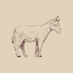 驴插画绘画风格