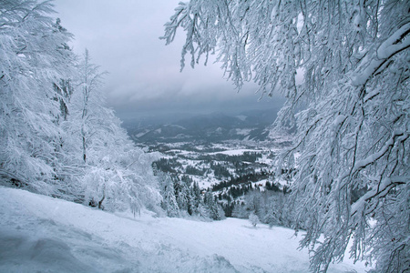 冬山森林积雪覆盖的树木图片