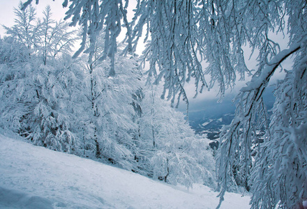 冬天的山森林雪被覆盖的树