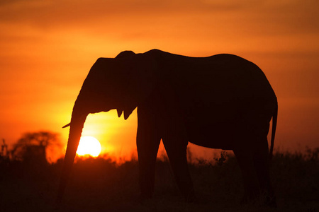 非洲大象的背光图片