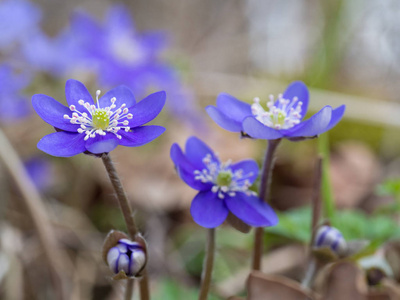 春季森林中的肝花开花