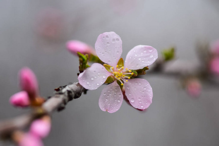 开花的果树和春雨。雨天春天花园