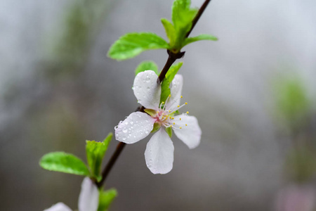 开花的果树和春雨。雨天春天花园