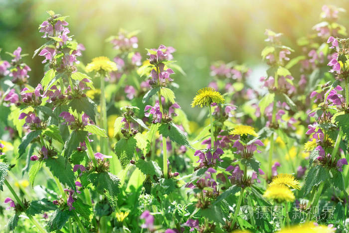 蒲公英花和紫色花开野花照片 正版商用图片0fovrp 摄图新视界