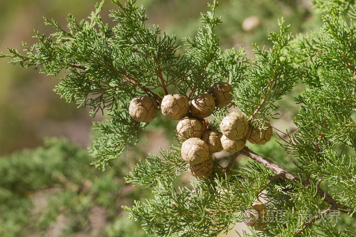 在地中海的柏树林柏树枝上锥