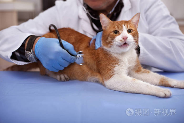 兽医检查家猫