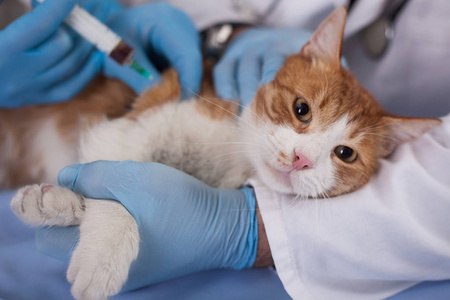 先发制人保护免受疾病的猫疫苗