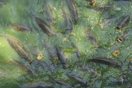 成群的淡水鱼如鲶鱼黑鱼蛇鱼等在进食时争相吃河里的食物