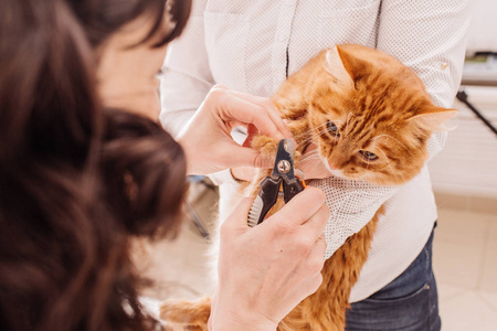 兽医剪指甲的猫。医学 宠物 动物 卫生保健和人们观念