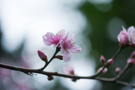 红苹果赤花中国海棠