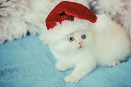 穿着圣诞老人帽子的小猫躺在蓝色的毯子上