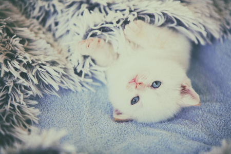 可爱的小猫, 覆盖着蓬松的毯子
