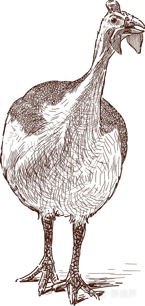 珍珠鸡插画-正版商用图片0fpbsi-摄图新视界