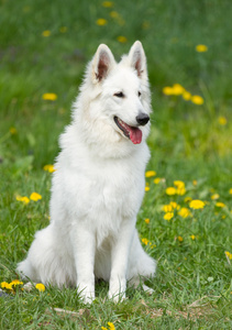 瑞士白色牧羊犬