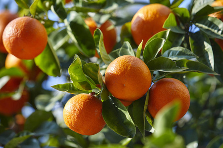 成熟橙色普通话树
