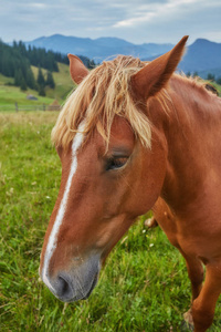 一匹棕色的马牧山为背景的草坪上