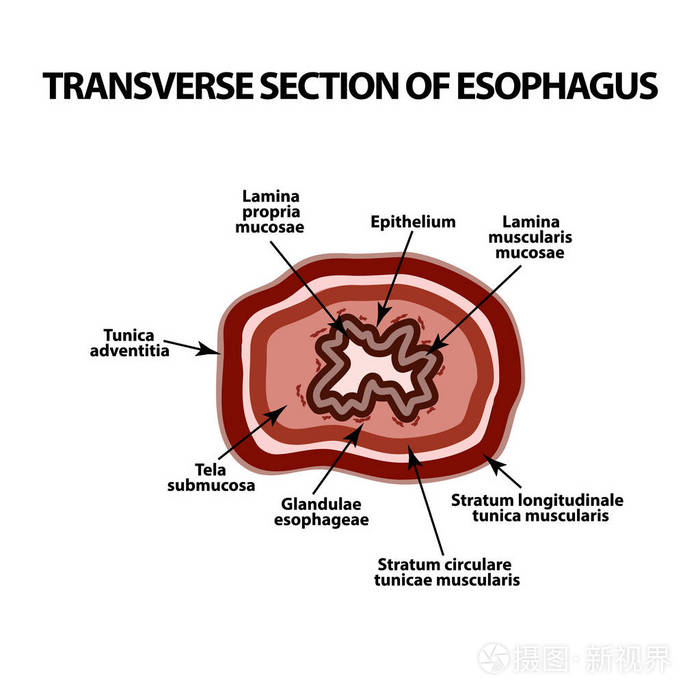 食管切片图 手绘图图片