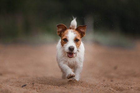 牧师杰克罗素梗犬性格开朗的杰克罗素梗犬照片