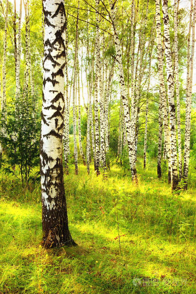 夏天在阳光明媚的白桦林