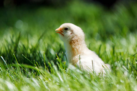 一只小鸡在草地上