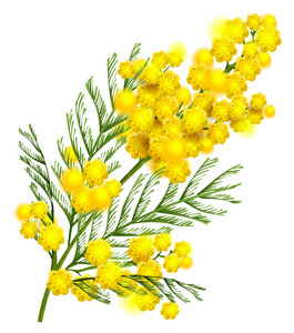 黄含羞草花枝象征春季分离白色