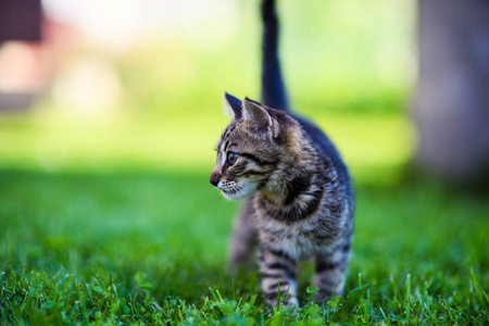 可爱的虎斑猫咪户外