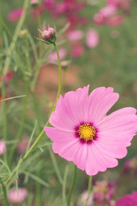 美丽的宇宙花在花园里