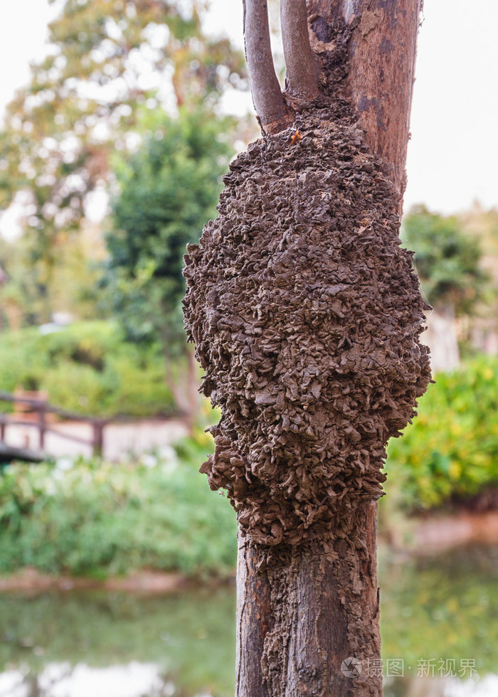 在公园的sisaket泰国的一棵树上的白蚁巢穴