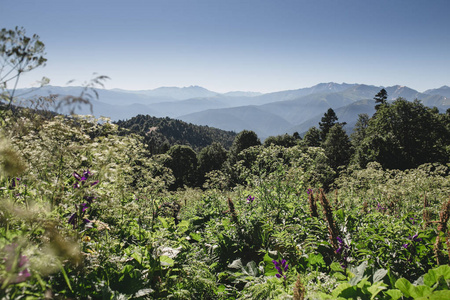 领域的高加索山区野生花草