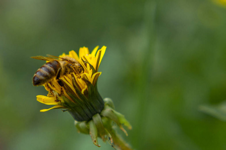 蒲公英上的蜂蜜蜜蜂。蜜蜂在春草甸授粉