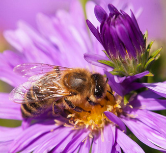 坐在 violetflower 上的蜂蜜蜂