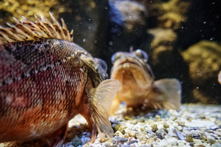 鱼的看法在水族馆, 希腊