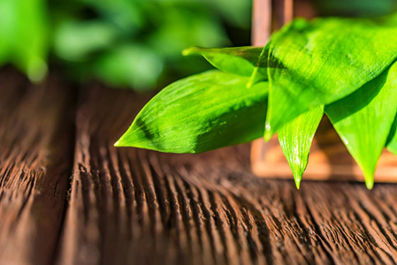 新鲜 ramsons 或葱属熊葱叶