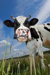 蓝天背景下的牛画像照片 正版商用图片0fpp33 摄图新视界