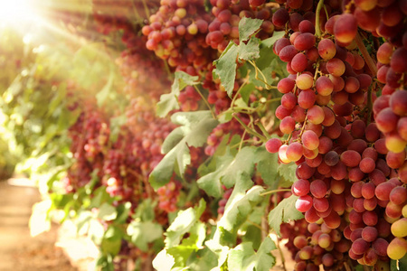 葡萄园风景与成熟葡萄在阳光下