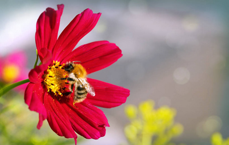 蜜蜂在红色波斯菊