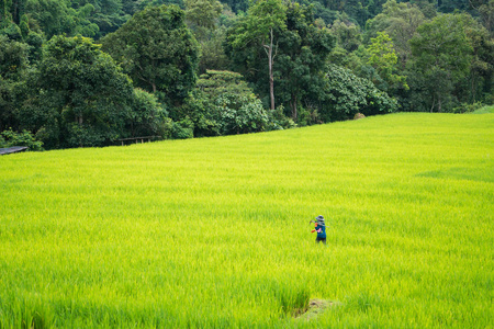 亚洲农民在稻田里工作