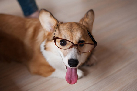滑稽的威尔士科吉彭布罗克小狗与眼镜家, 可爱的微笑的狗