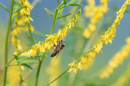 蜜蜂在黄色的三叶草花上收集花蜜。肋 melilot 或普通 melilot 木樨 是国内蜜蜂的主要花蜜来源。夏天, 俄国, 