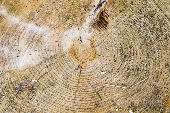 木纹树圈