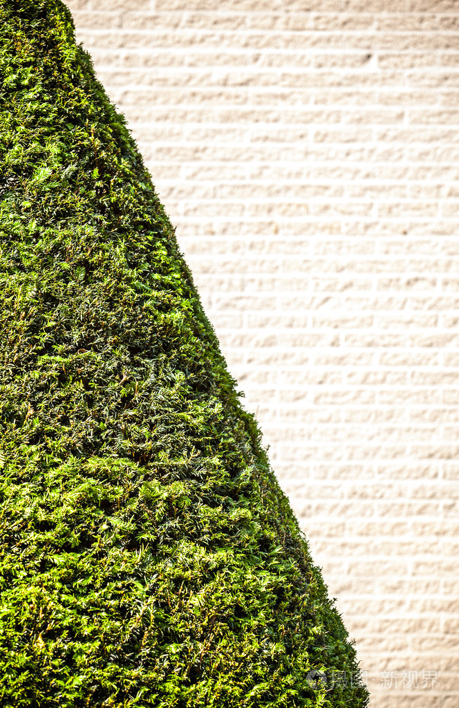 绿色的树叶墙背景