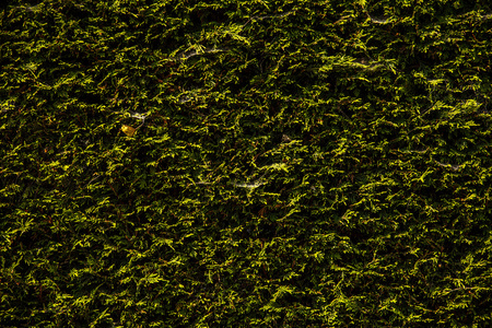 绿色的树叶墙背景