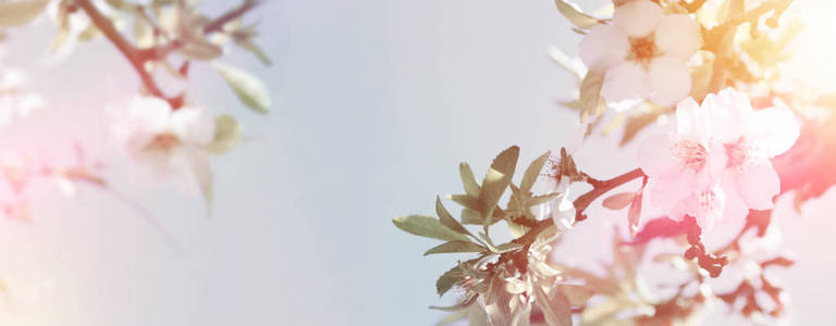 网站横幅背景的春天白樱桃花树。选择性聚焦