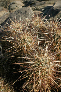 Echinocereus engelmani。在石头之间的仙人掌群