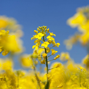 开花油菜籽或菜籽油