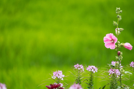 软聚焦图像的绿色背景上的花朵