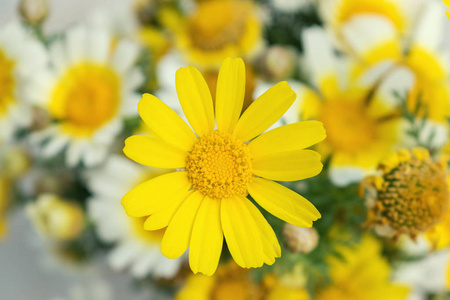 白色和黄色的雏菊花在明亮的阳光下。特写