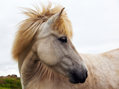 正宗的冰岛马，美丽友善的动物