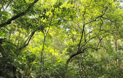 关于丛林亨利 Pittier 国家公园的看法委内瑞拉