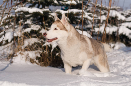 西伯利亚雪橇犬冬季肖像